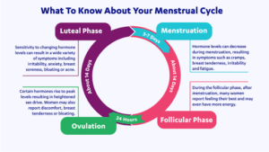 Understanding Your Menstrual Cycle